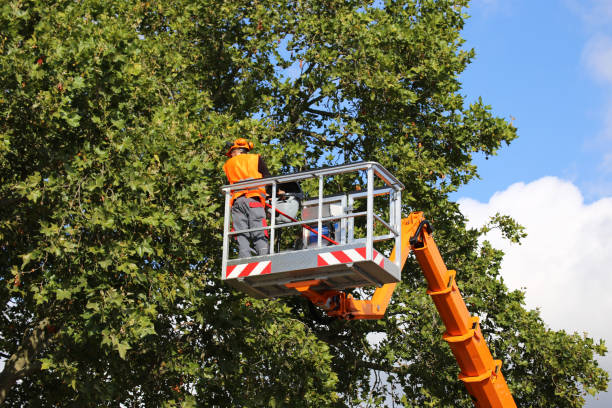 Best Tree Disease Treatment  in Whiting, WI